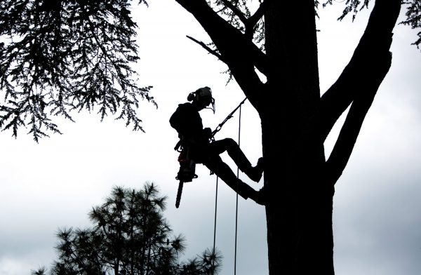 Arborist Apprenticeship Standard (Tree Surgery)