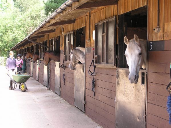 Stable Assistant, Court Gates Farm & Livery Stables