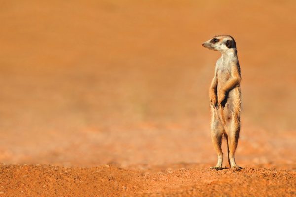 Image of a Meerkat