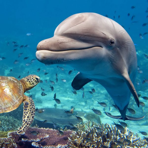 dolphin and turtle underwater on reef