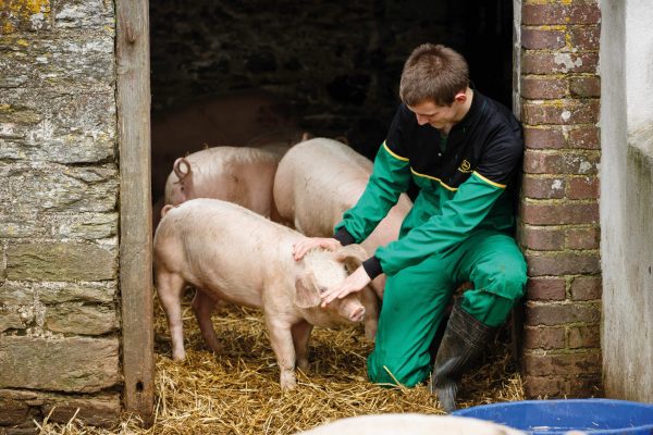 Young male agriculture students tending to pigs