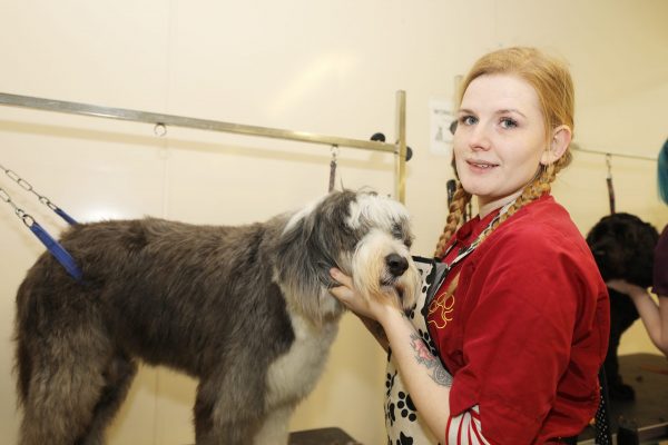 Certificate for Dog Grooming Assistants