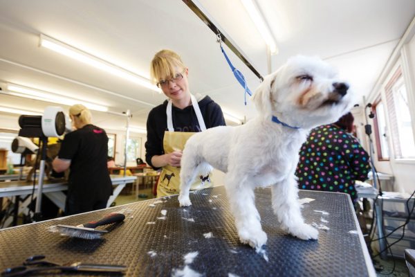 City and Guilds Level 3 Diploma in Dog Grooming