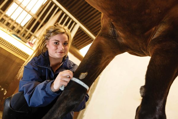 Routine Equine Care and First Aid