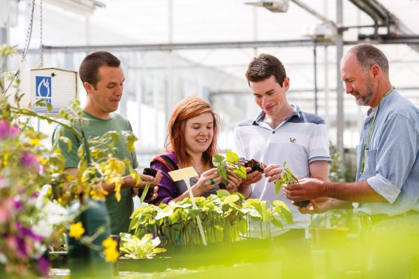 Propagation of plants (cuttings)