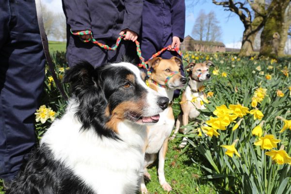 Dog Training and Husbandry Award Level 2