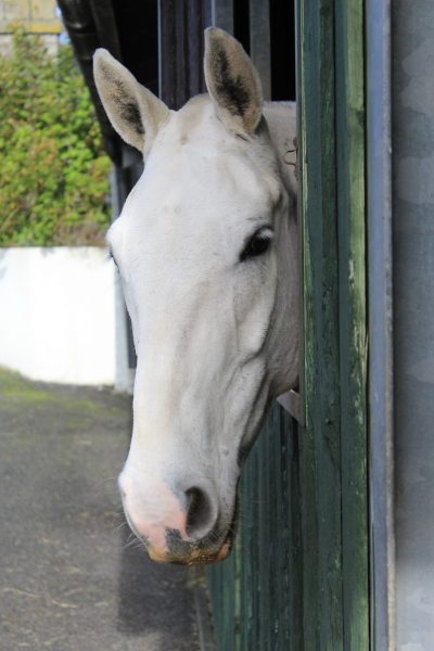 Equine Groom Apprenticeship Level 2