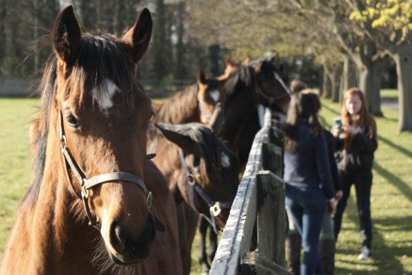 Senior Equine Groom