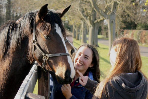 Diploma in Equine Management
