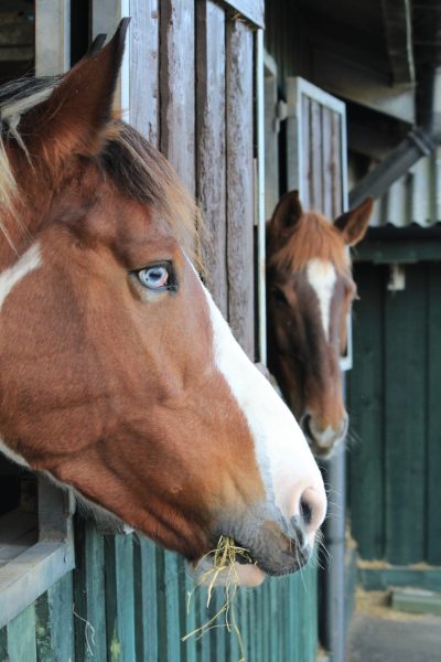 Land Based Studies – Horse Care Pathway