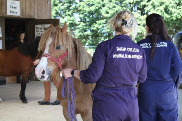 Zoological Animal Management Diploma