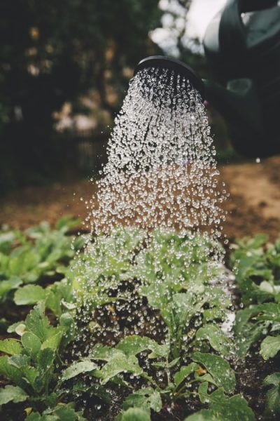 Close up image of young green plants being watered