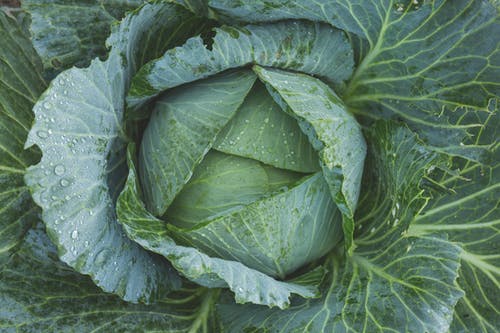 Growing vegetables in a Potager garden