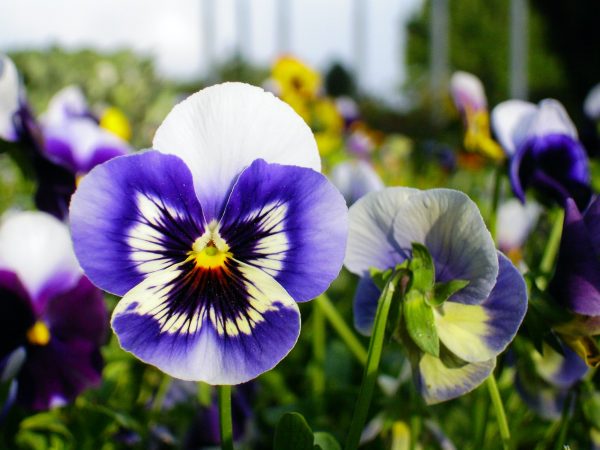 Blue and yellow Pansy flower
