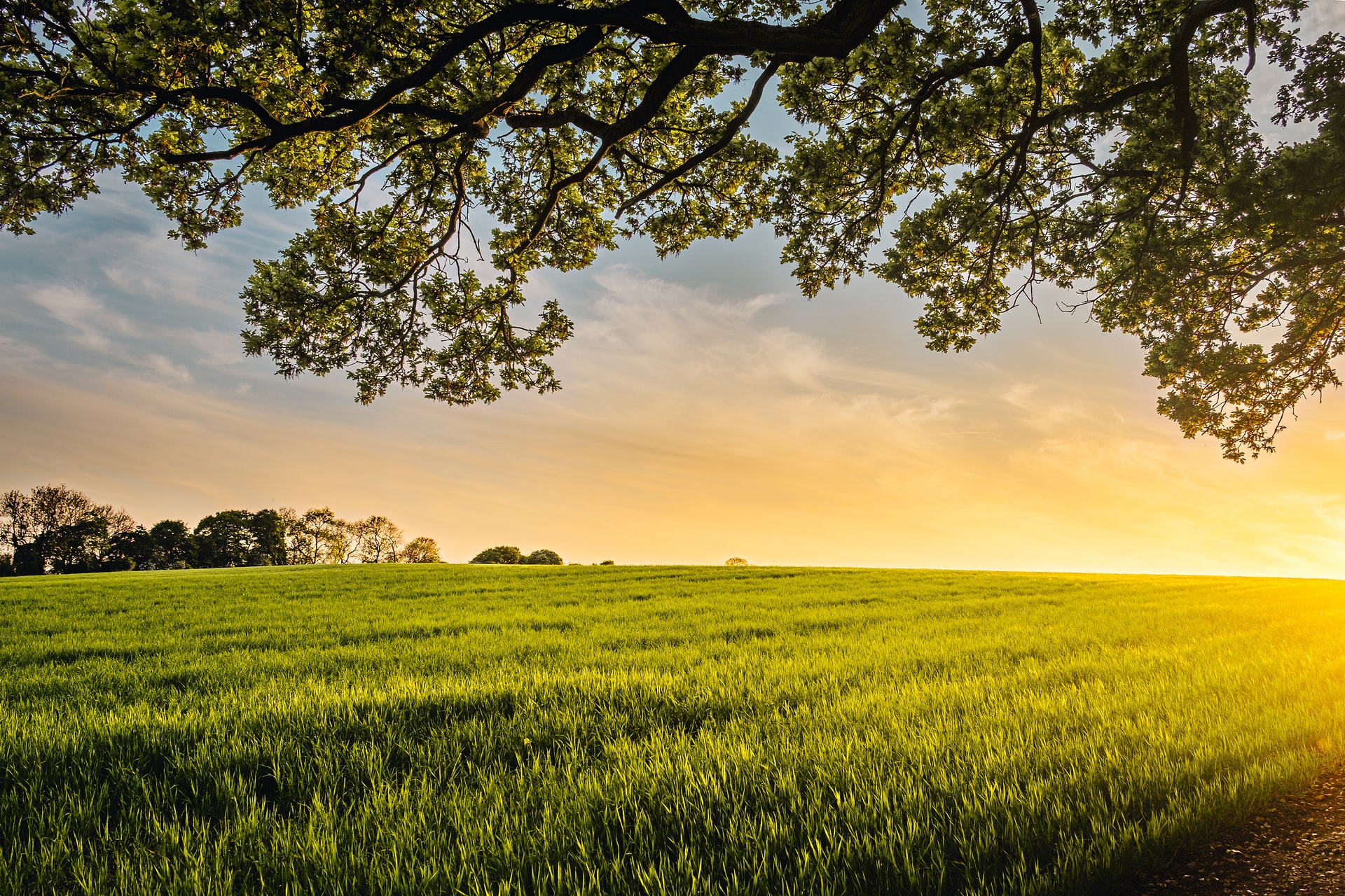 Grassland landscape at sunset