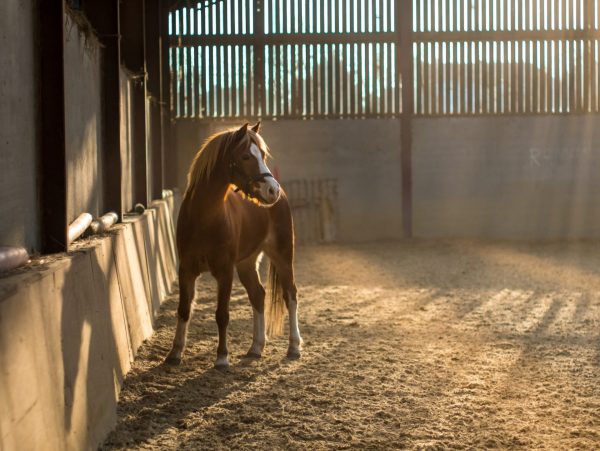 British Horse Society Training for the Stage One Horse Care Assessment