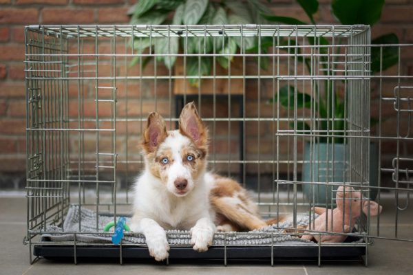 Ethical Dog Breeding