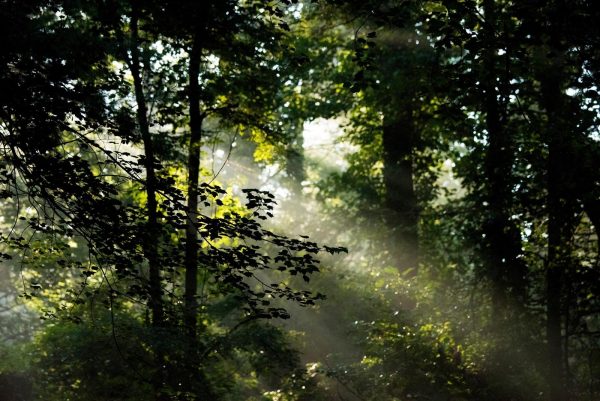 VA Forest School