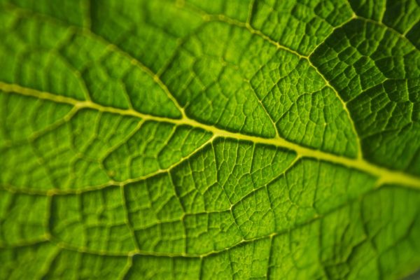 Leaf Manipulation Workshop