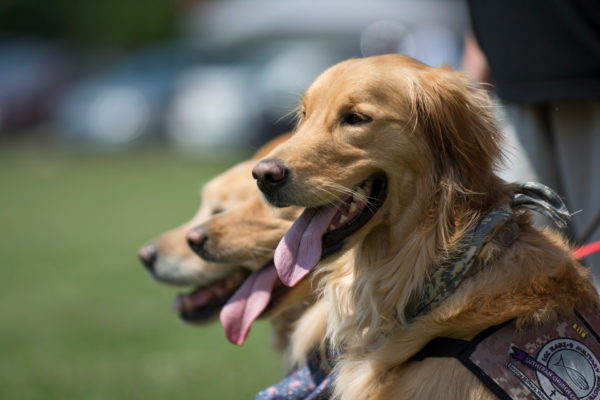 Canine Care and Welfare Award Level 2