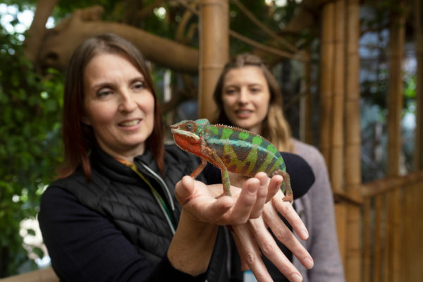 Zoology students at Newquay holding a chameleon