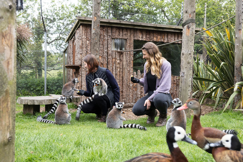 Zoology students from Cornwall College working with ring-tailed lemurs at Newquay Zoo