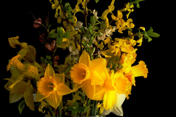 Growing Cut Flowers