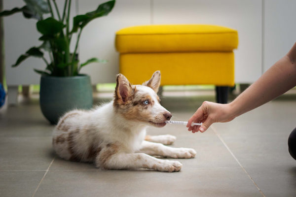 Canine First Aid