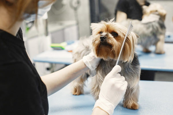 Dog Grooming Taster