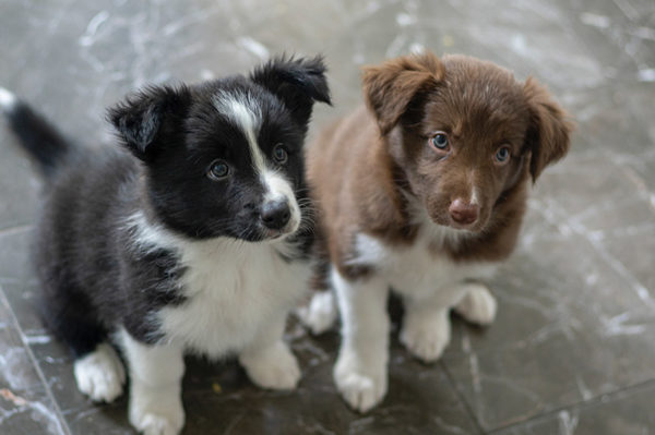 Grooming – Puppy introductions