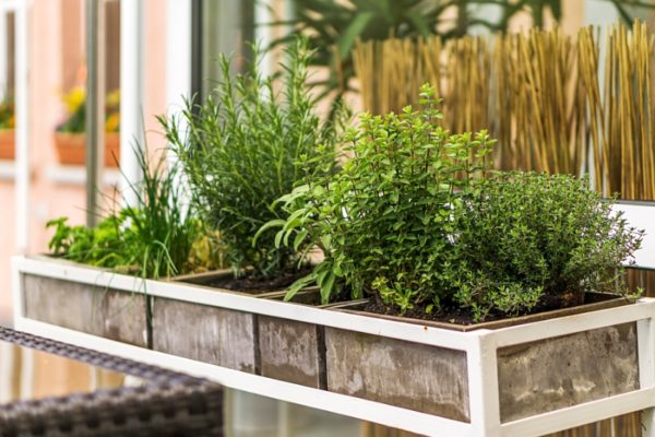 Growing Herbs