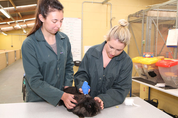 Advanced Veterinary Nursing Diploma