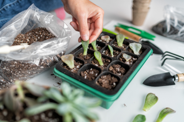 Planting and Propagation Courses