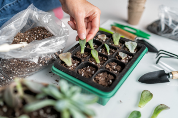 The Productive Garden – City & Guilds Certificate in Practical Horticulture Skills