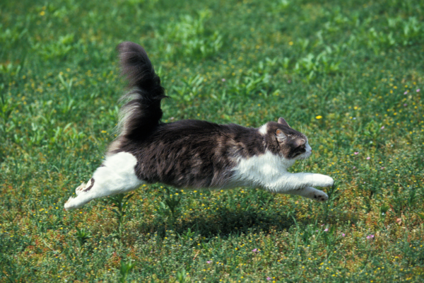 Introduction to Animal Behaviour for HE