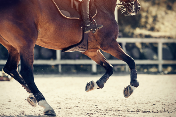 An Introduction to Equine Behaviour for HE