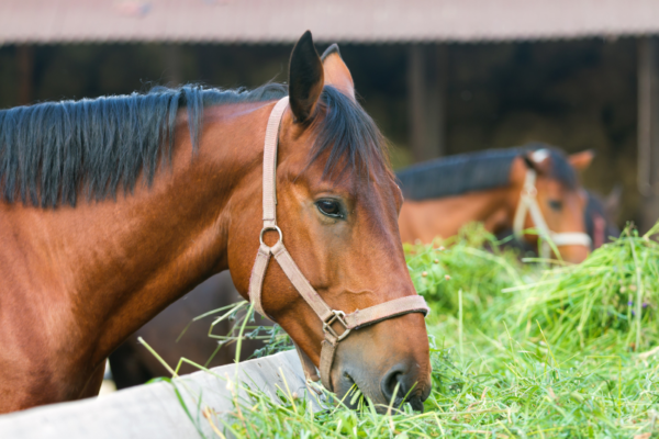 An Introduction to Equine Nutrition for HE