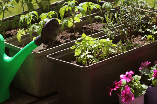 Container Gardening & Increasing Biodiversity in your Garden