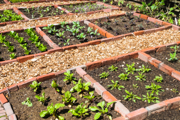 Planting a Herb Garden, Maintenance & Use