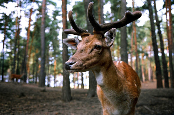Wildlife Conservation