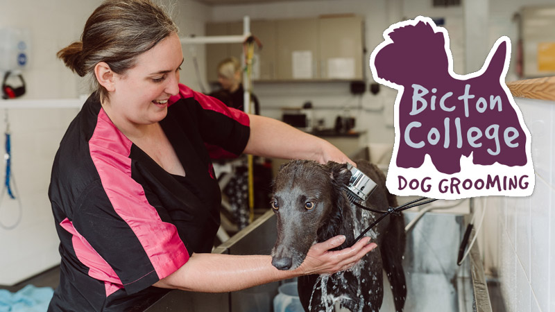 Bicton Dog Grooming