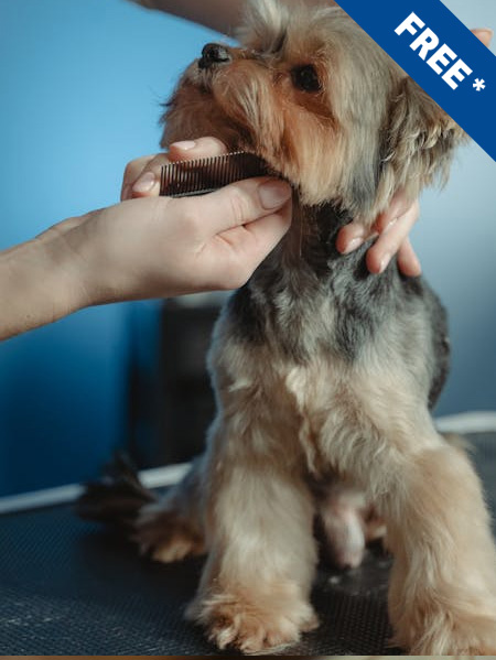 FREE Adult Short Courses